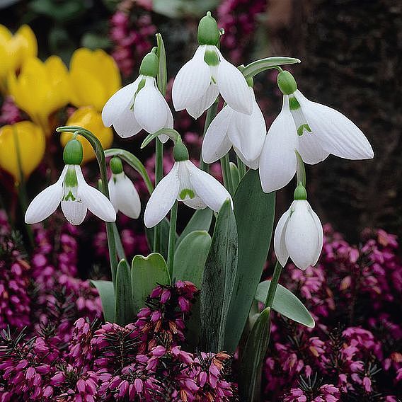 Spring Bulb Bonanza